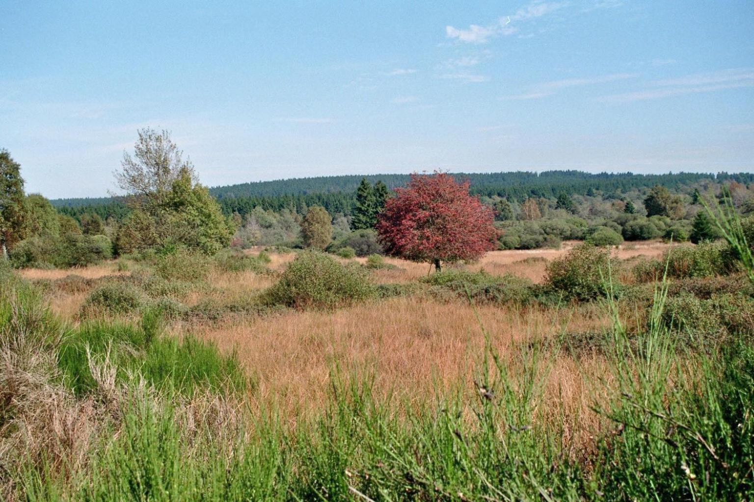 Villa Hammertal Simmerath Kültér fotó